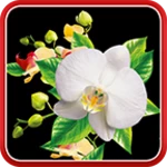 orchids live wallpaper android application logo